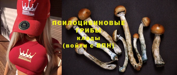 гашик Аркадак